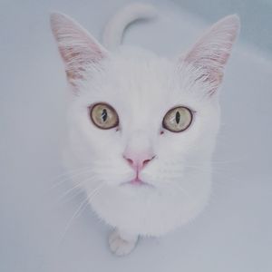 Portrait of cat against white background