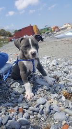 Dog on beach against sky