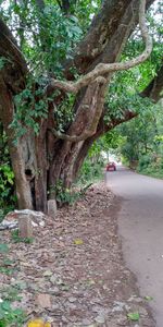 Footpath amidst trees in forest