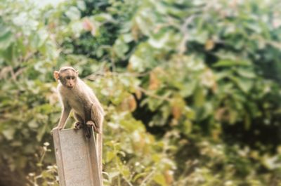 Close-up of monkey on fence post