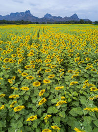 Scenic view of yellow flowers growing on field