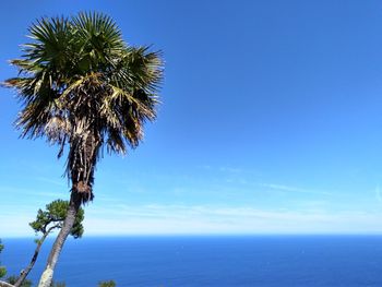 Palm tree by sea against blue sky