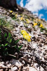 Close-up of yellow crocus flowers on land