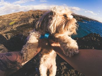 Close-up of dog by sea against sky