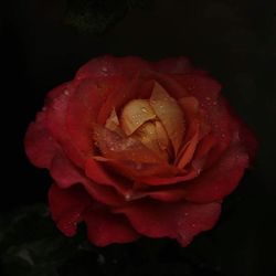 Close-up of rose over black background