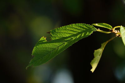 Close-up of green leaves on plant