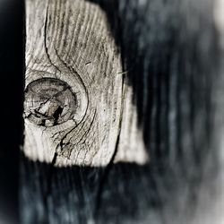 Close-up of tree trunk