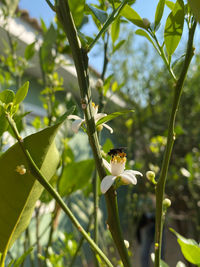 Close-up of green flower on plant