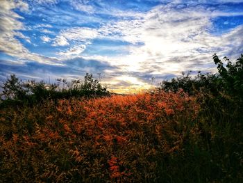 Plants on field against sky