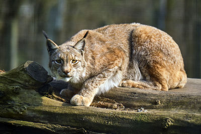 Cat lying on wood