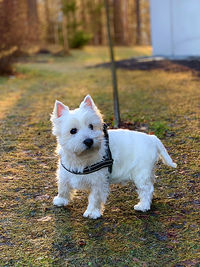 Portrait of white dog on field