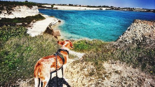 Dog on beach