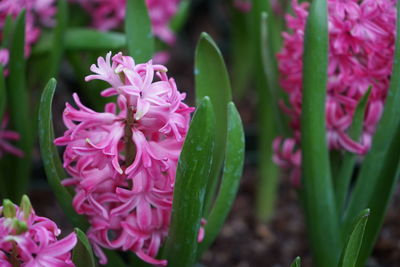 Close-up of pink flowering plant