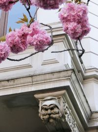 Low angle view of pink flowering plant against building