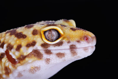 Close-up of lizard against black background