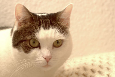 Close-up portrait of a cat