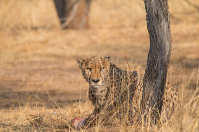 Portrait of cat on field