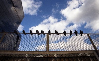Low angle view of birds on chainlink fence against sky