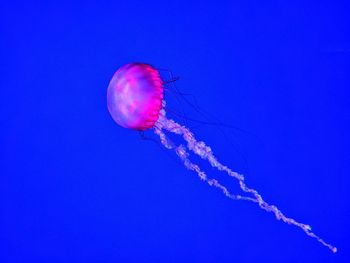 Close-up of jellyfish in sea