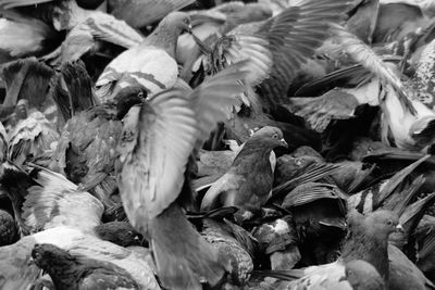 High angle view of birds