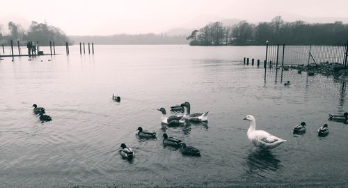 Birds in calm water