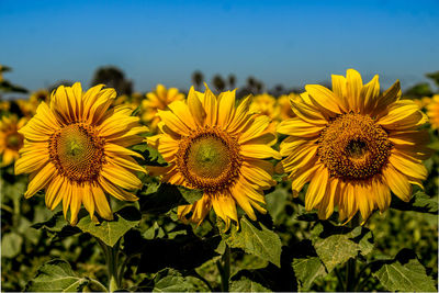 Close-up of sunflower blooming in field