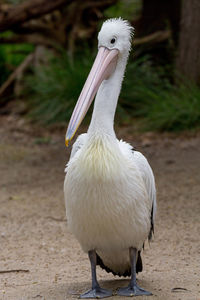 Close-up of pelican