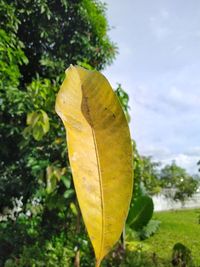 Close-up of yellow leaf against sky