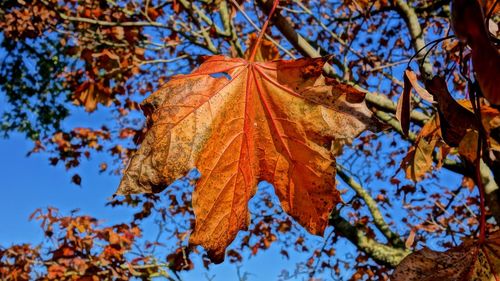 Low angle view of maple tree against sky