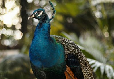 Close-up of peacock