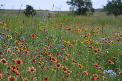 View of flowers growing in field