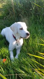 High angle view of dog on field