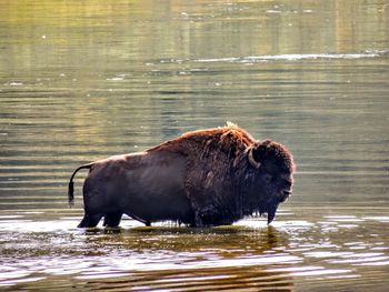 Side view of horse drinking water in lake