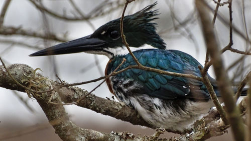 Close-up of bird perching on branch