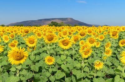 Close-up of yellow flowering plants on field