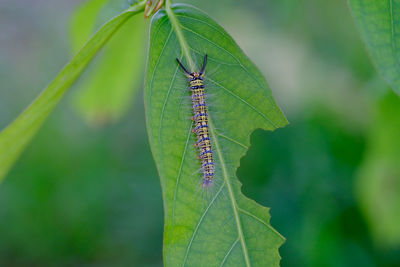 Close-up of butterfly on leaf