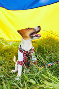 Cute puppy jack russell terrier- a patriot of ukraine