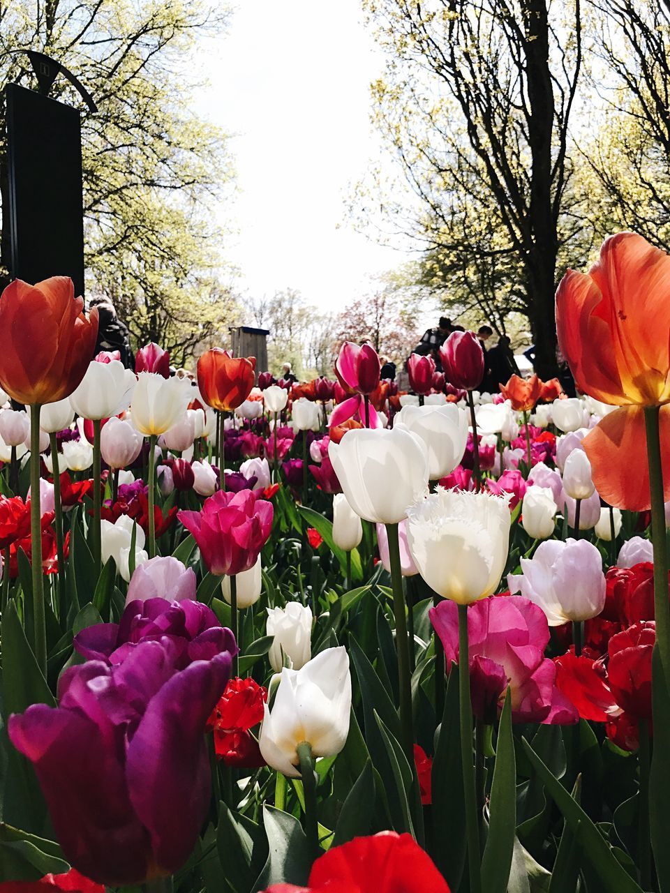 CLOSE-UP OF TULIPS BLOOMING AT PARK