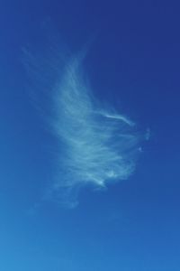 Low angle view of trees against blue sky