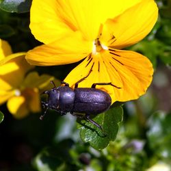 Close-up of insect on yellow flower