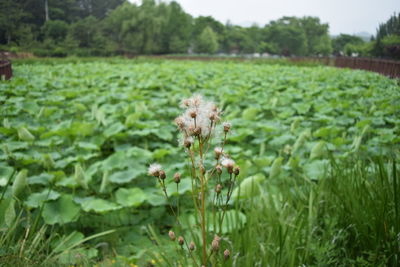 Close-up of flowers growing in field