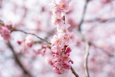 Close-up of pink cherry blossom