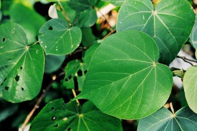 Close-up of fresh green plants