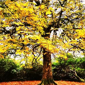 Trees in park