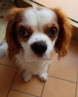 Close-up portrait of dog