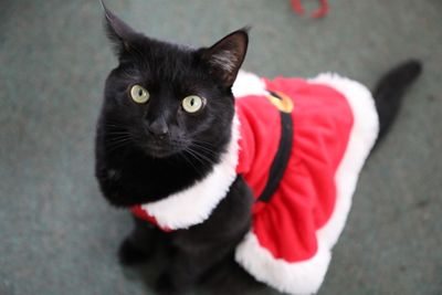 Close-up portrait of cat