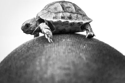 Close-up of tortoise