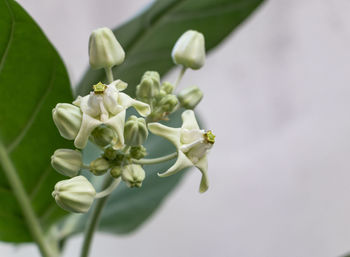 Close-up of white flowering plant