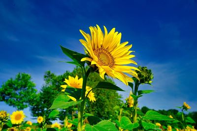 Close-up of sunflower against blue sky