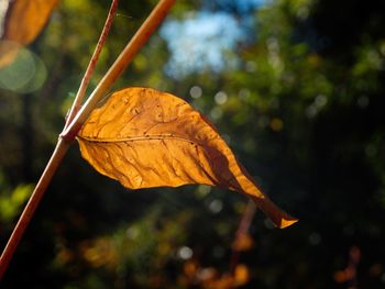 Close-up of dried autumn leaf against blurred background